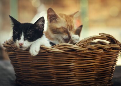 Die besten Katzentransporter für den stressfreien Transport deiner Katze